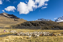 Shepherdess And Herd Of Llamas, Pampalarama, Comunidad Achachicala Centro, Province Murillo, Bolivia