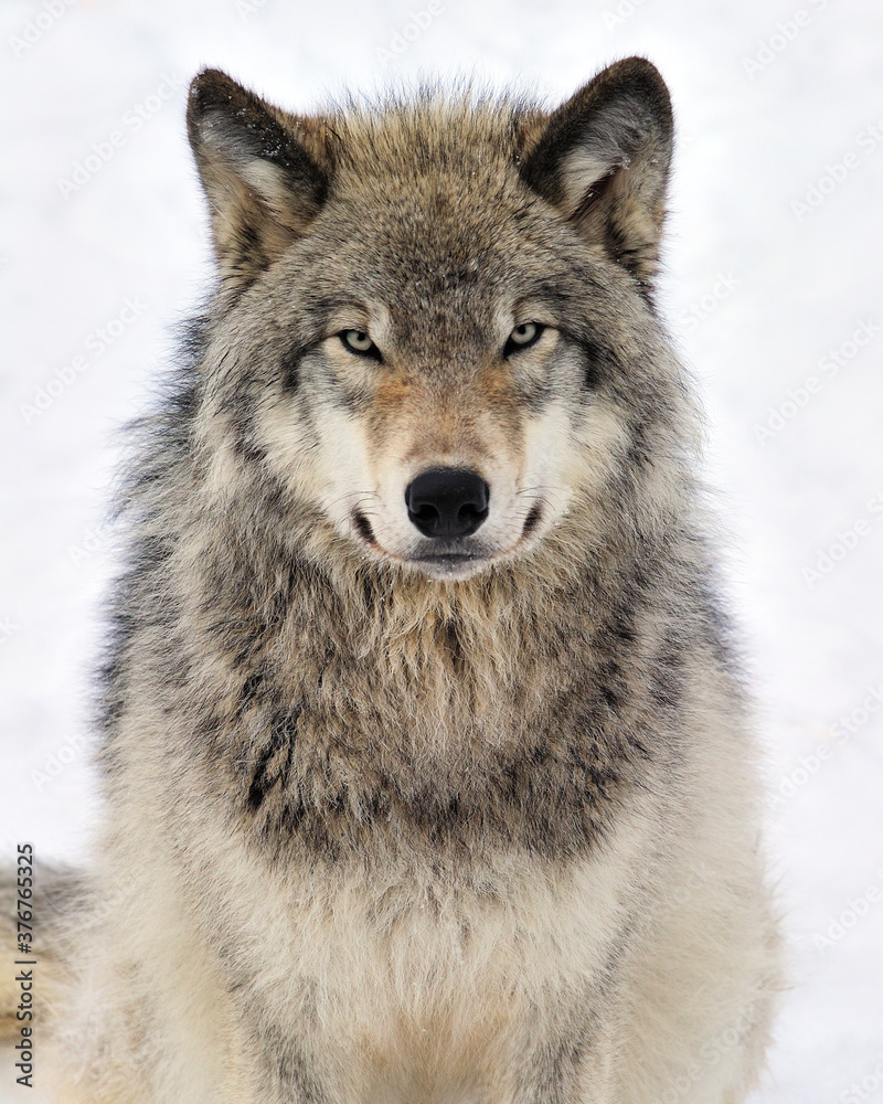 Timber Wolf stare - Canada  - obrazy, fototapety, plakaty 