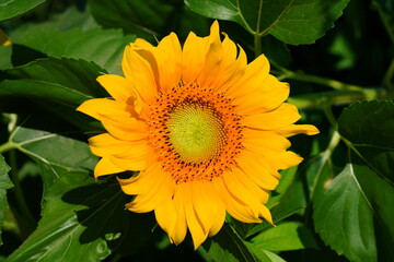 A field of yellow sunflowers (helianthus) in bloom in summer