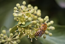 European Honey Bee (Apis Mellifera) Harvesting Fresh Nectar And Pollen From A Budding Ivy Flowers