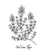 © Kseniia - Hand drawn thyme in bloom vector illustration isolated on white. Botanical herbal plant in vintage sketch style. Thymus vulgaris.