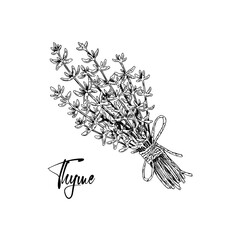 Hand drawn bunch of thyme tied with a rope with a bow isolated on white. Medical herb illustration in sketch stile. Vector illustration