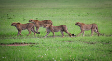 Cheetah Family, Mom And Three Juveniles