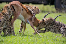 Juvenile Cheetahs Work On Taking Impala Down Whlle Mom Severs The Muscles In The Back Legs, Preventing The Impala From Running.