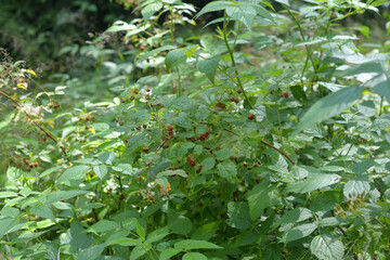 Wall Mural - Raspberry bush at summer.