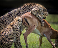 Mother Cheetah Bites The Leg Tendon Of The Impala To Immobilize Him.