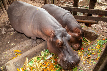 hippos eat their food in the confined space of a zoo