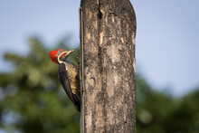 Close Up Of Lineated Woodpecker Perching On Pole