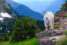 Portrait Of Mountain Goat Standing On Cliff