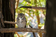 © Tandem Stock - Portrait of great horned owl perching on branch