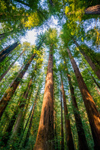 Low Angle View Of Trees In Humboldt Redwoods State Park