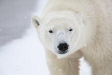 Close Up Of Polar Bear