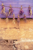 Fototapeta Lawenda - bouquets of dried flowers and spikes on a purple background hanging from a rope upside down over an old wall