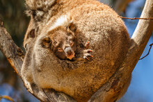 Close Up Of Koala Joey Peeking Out Of Its Mother's Pouch