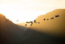 Flock Of Canada Geese Flying Over Bitterroot Mountains During Sunset