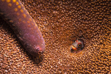 Close Up Of Blenny And Starfish In Sea