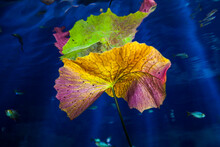 Close Up Of Colorful Leaf Underwater