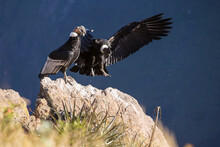 Close Up Of Andean Condors