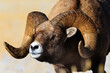 © Tandem Stock - Close up of bighorn sheep