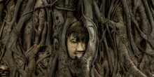Buddha Head In Tree Growing At Wat Mahathat