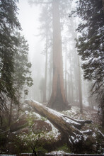 View Of Giant Sequoia Trees In Sequoia National Park During Winter