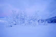 View Of Frozen Tree On Snowy Landscape