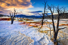 Dead Trees On Snowy Landscape In Yellowstone National Park, Wyoming