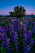 Lupine Flower Field In Fiordland National Park