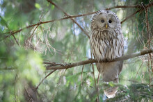 Close Up Of Ural Owl Perching On Branch