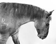 © Tandem Stock - Black and white portrait of branded horse
