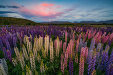 View Of Lupine Flowers Growing On Landscape During Sunrise