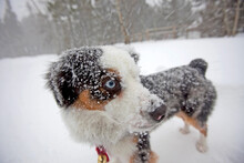 Close Up Of Snow Covered Dog During Snowstorm