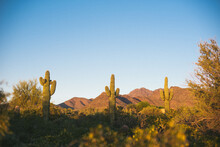 View Of Cactus Against Sky During Sunset