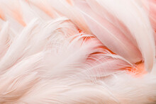 Close Up Of Chilean Flamingo's Feather