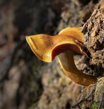 Jack-o-lantern Mushroom (Omphalotus Illudens)
