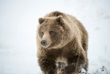 Grizzly Bear Walking On Snowy Landscape In Denali National Park And Preserve