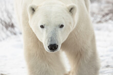 Portrait Of Polar Bear In Churchill, Manitoba