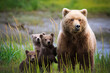 © Tandem Stock - Brown bear with cubs in Lake Clark National Park and Preserve