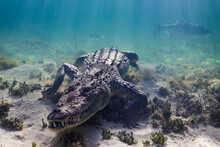 Portrait Of American Crocodile In Sea