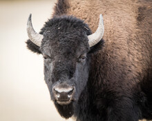 Portrait Of Bison
