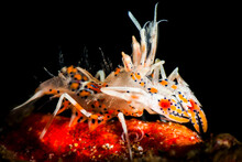 Portrait Of Tiger Shrimp On Coral In Philippines
