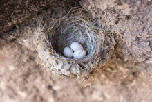 Close Up Of Bird Eggs In Nest
