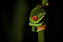 Red Eyed Tree Frog Perching On Branch