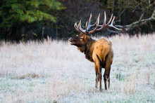 Elk Standing On Grassy Landscape