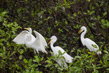 Great Egrets Perching On Tree