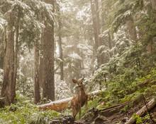 Black Tailed Deer Standing In Forest