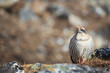 © Tandem Stock - Tibetan snowcock perching on grass
