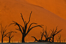 View Of Orange Dunes And Silhouetted Dead Trees