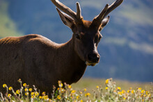 Portrait Of Bull Elk