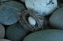 Close Up Of Egg Shape Stone In Nest On Beach